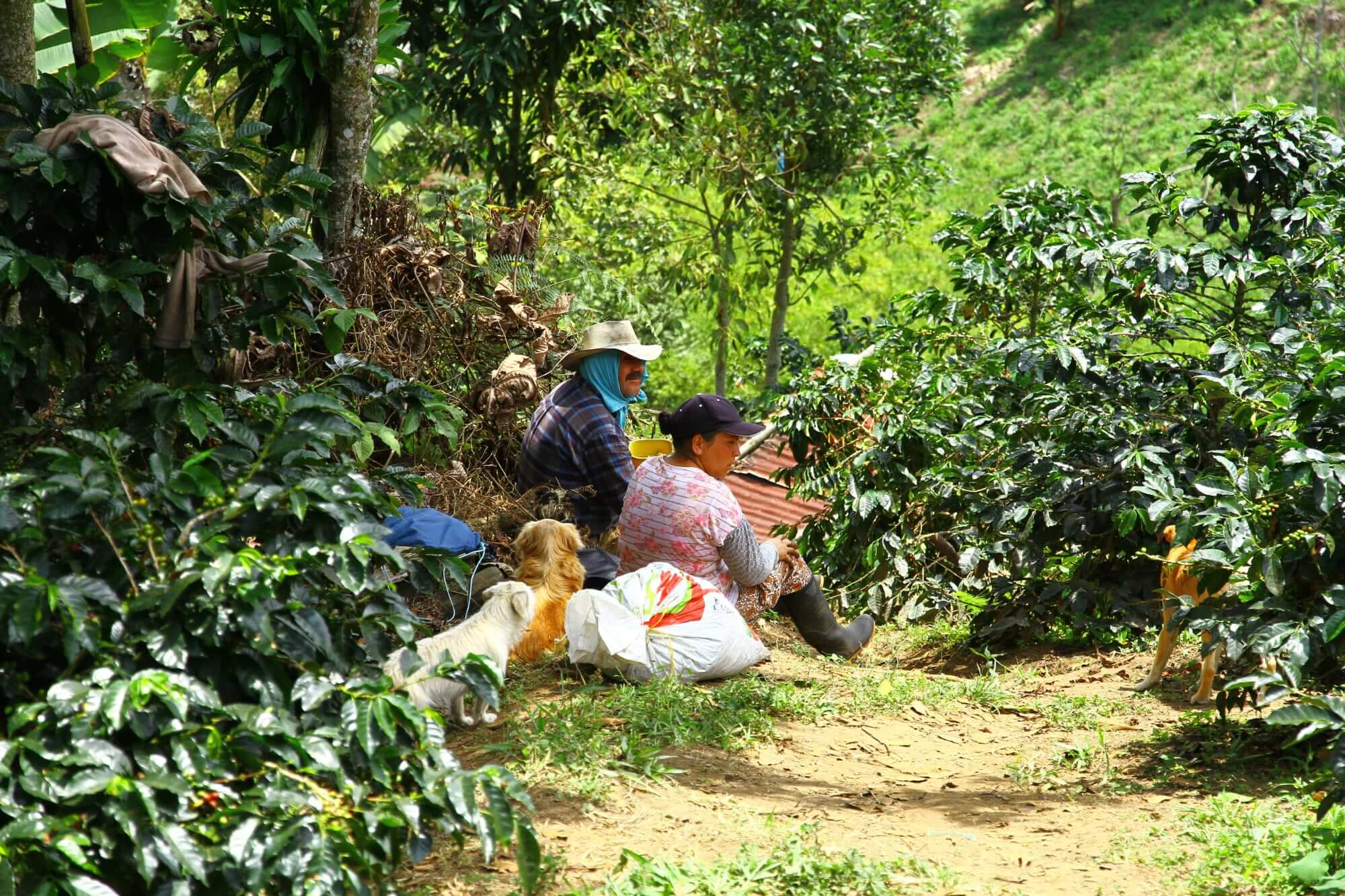 Coffee in Colombia The Top 5 Coffee Regions